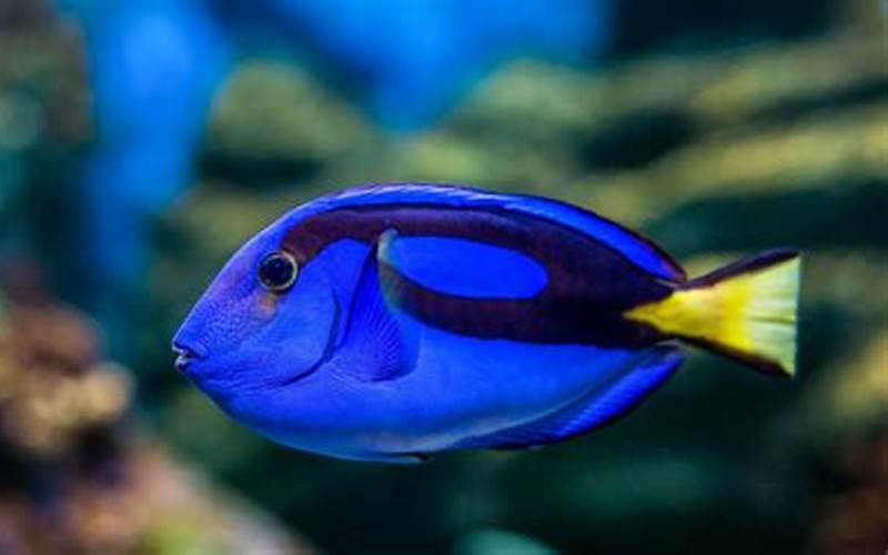 Ikan Blue Tang