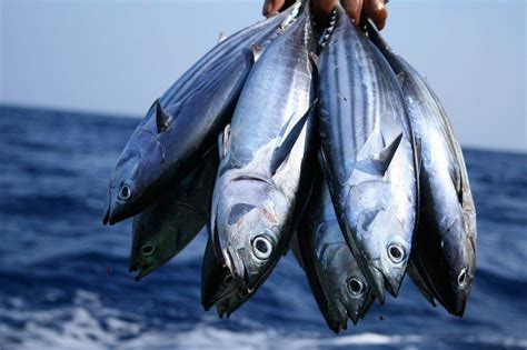 Mengenal jenis jenis ikan laut yang merakyat di kalangan orang Manado