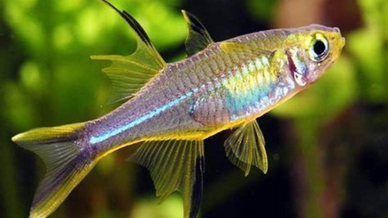 Rahasia Eksotis Ikan Hias Celebes Rainbow: Keindahan Warna dan Tantangan Konservasi