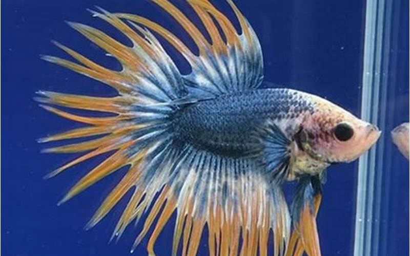 Ikan Cupang Fancy Crowntail Blue