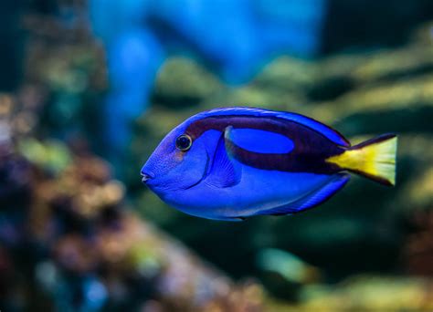 5 Fakta Unik Blue Tang, Ikan 'Dory' Lucu yang Ternyata Berbahaya