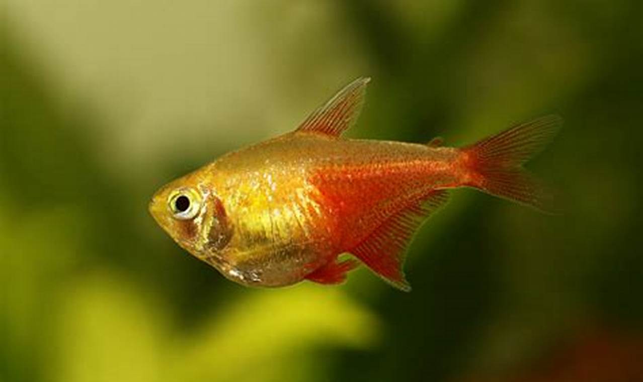 Panduan Lengkap Seputar Ikan Flame Tetra, Ikan Hias yang Memesona!