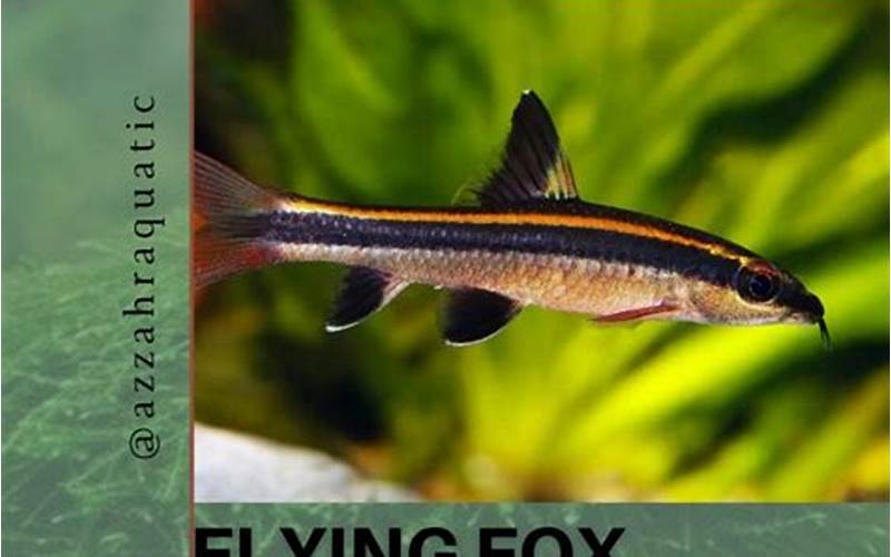 Ikan Flying Fox