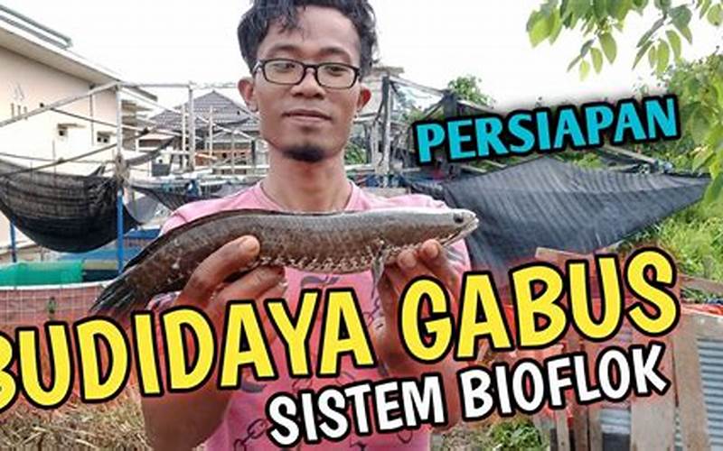 Ikan Gabus Bioflok