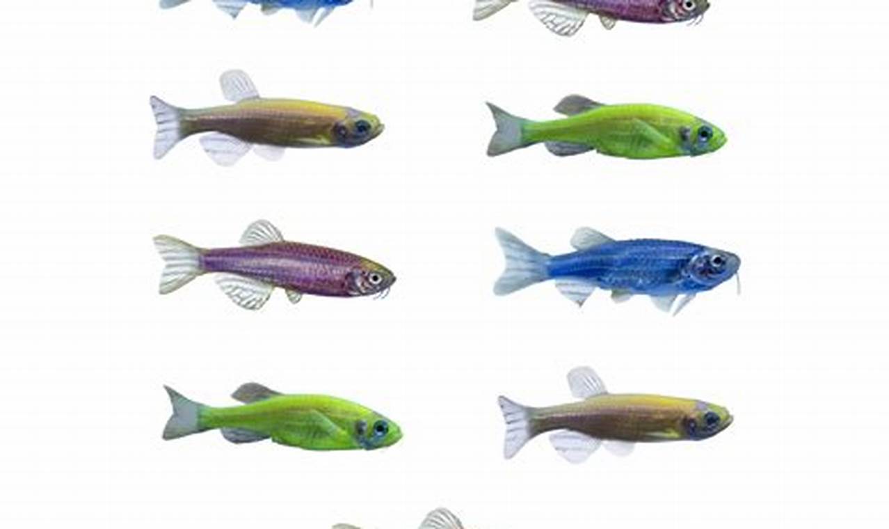 Rahasia Ikan GloFish Danio: Penemuan dan Wawasan Mengejutkan