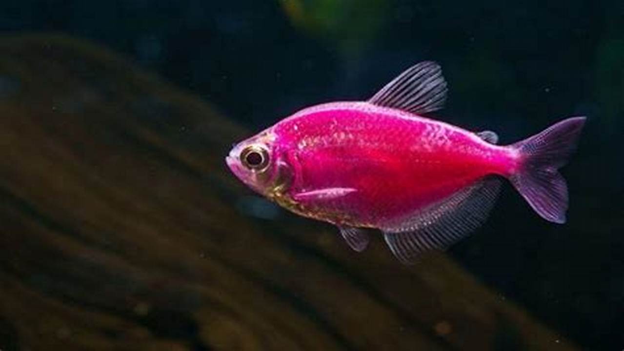 Ikan Hias Unik dengan Warna Cerah: Panduan Lengkap Ikan GloFish Tetra