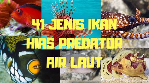 Ikan Hias Predator Air Laut