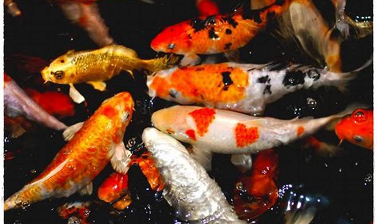 Rahasia Ikan Hias Koi: Menyelami Keindahan dan Simbol Keberuntungan