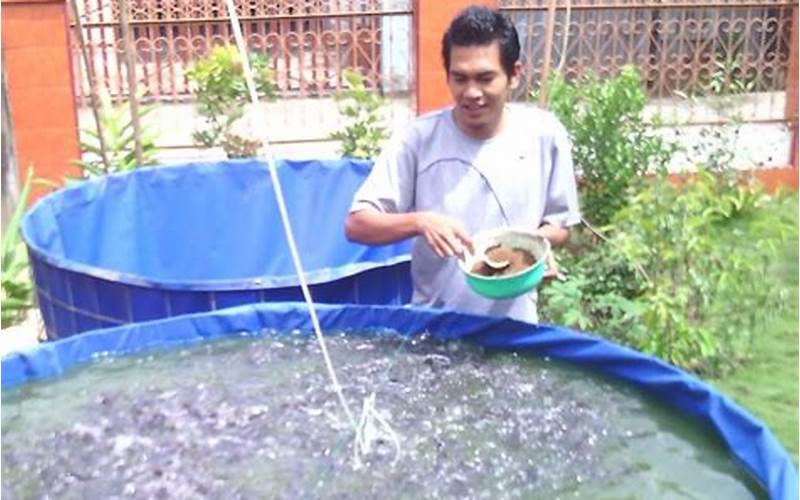 Ikan Lele Di Kolam Terpal Bulat