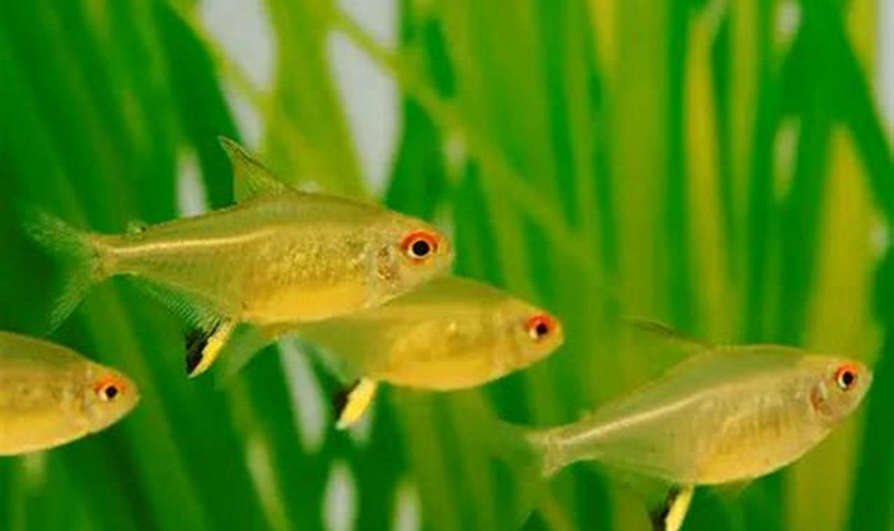 Rahasia Ikan Lemon Tetra: Warna Cerah, Perawatan Mudah, dan Aneka Manfaat