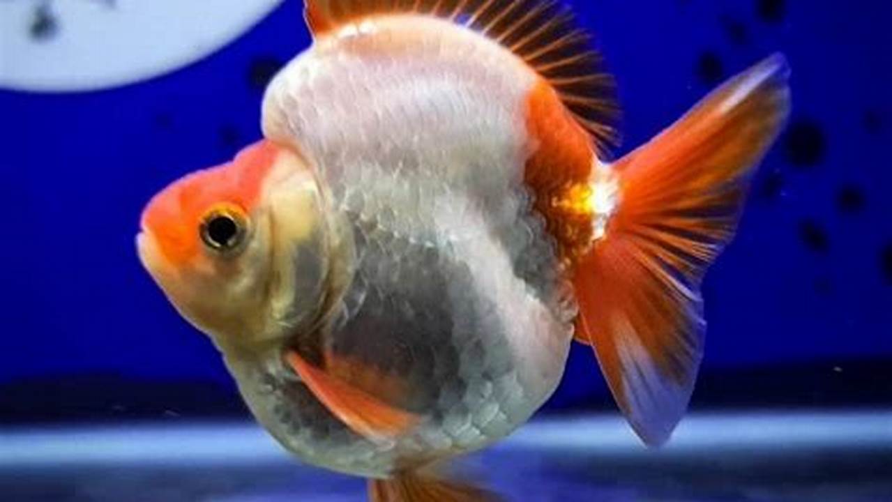 Ikan Mas Koki Ryukin - Panduan Lengkap untuk Perawatan dan Pemuliaan