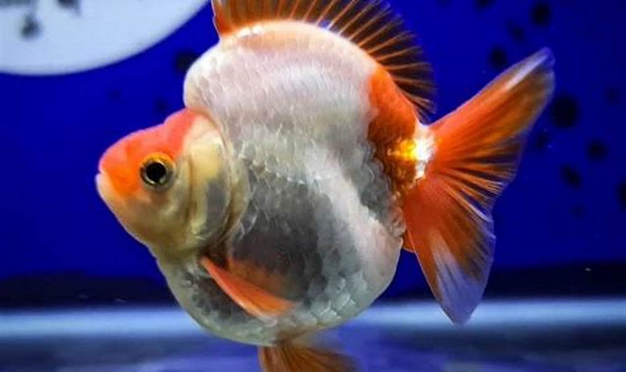 Ikan Mas Koki Ryukin – Panduan Lengkap untuk Perawatan dan Pemuliaan