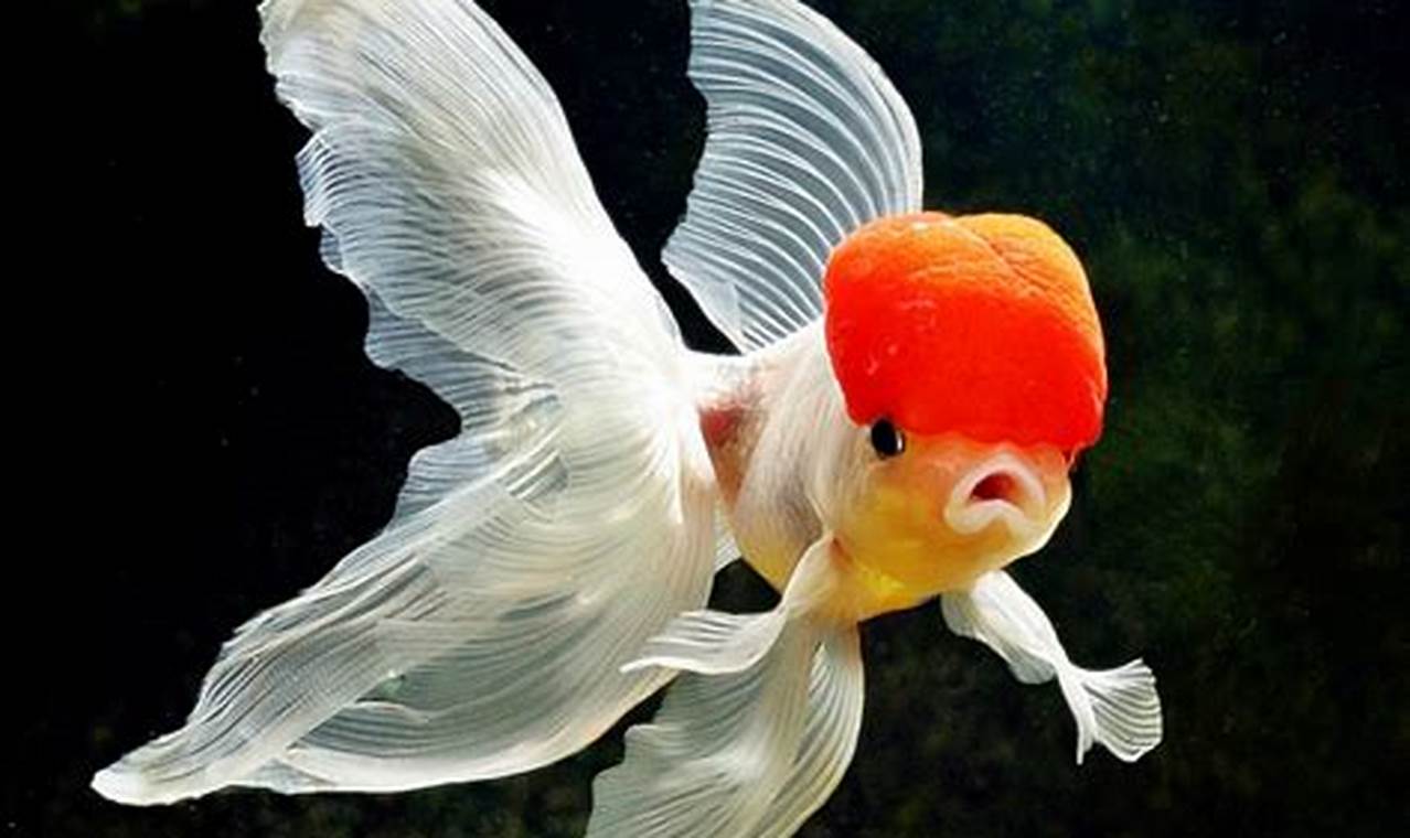 Rahasia Terungkap: Panduan Lengkap Merawat Ikan Mas Koki Ekor Panjang