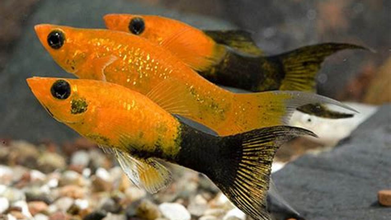 Rahasia Memelihara Ikan Molly Ekor Panjang yang Jarang Diketahui