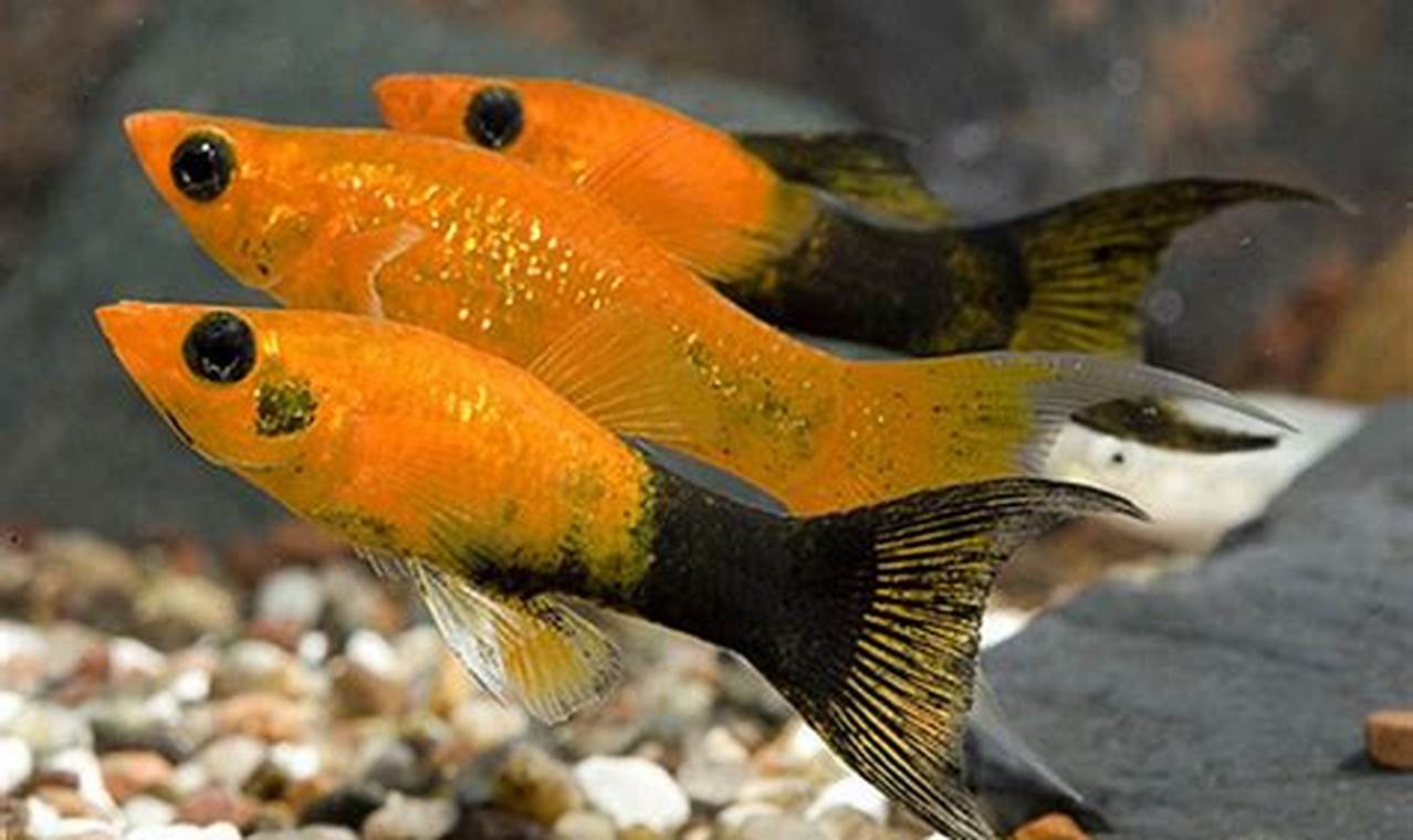 Rahasia Memelihara Ikan Molly Ekor Panjang yang Jarang Diketahui