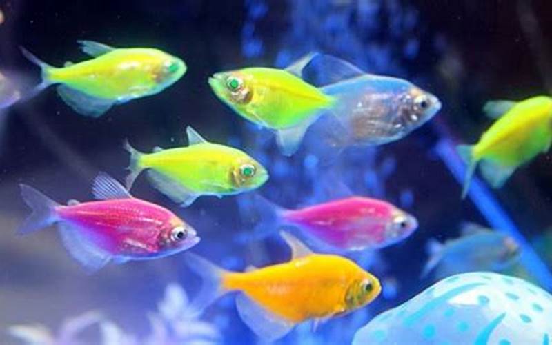 Ikan Neon Di Aquarium
