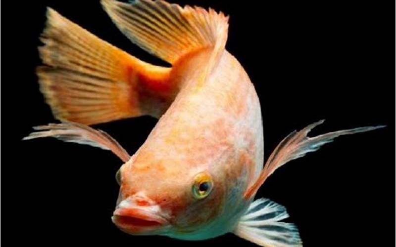 Ikan Nila Merah Di Akuarium