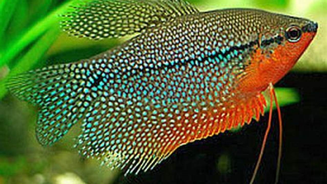 Rahasia Menakjubkan Ikan Mutiara yang Akan Mengubah Hobi Ikan Hias Anda