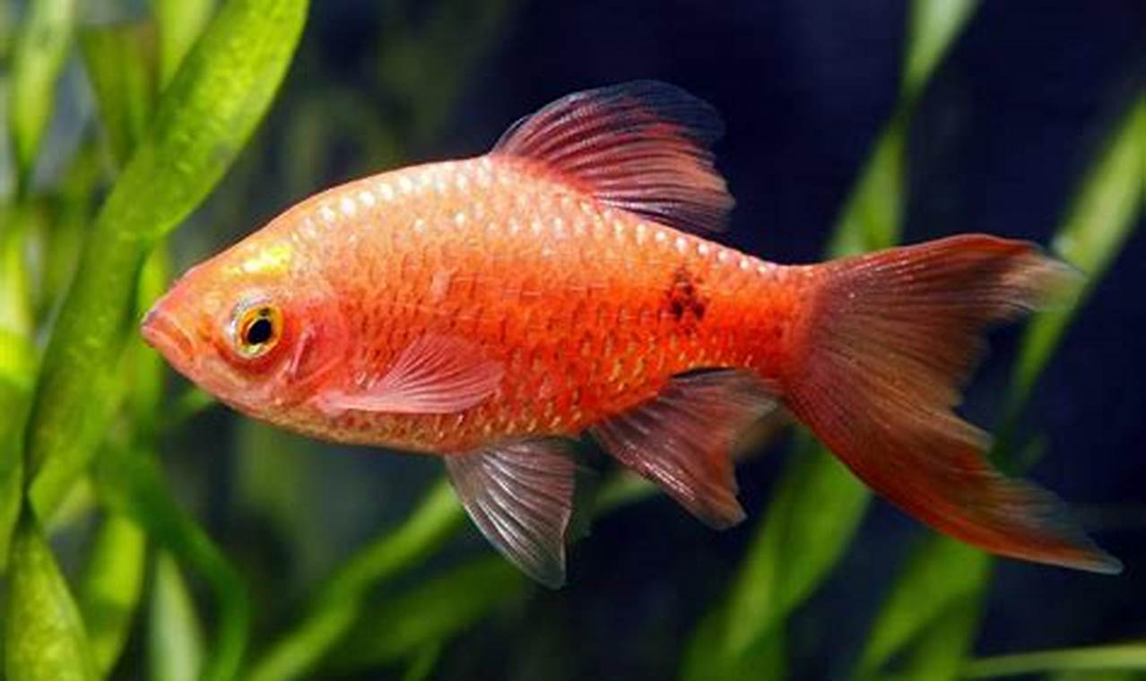 Panduan Lengkap Ikan Rosy Barb: Ikan Hias Menawan dengan Manfaat Tersembunyi