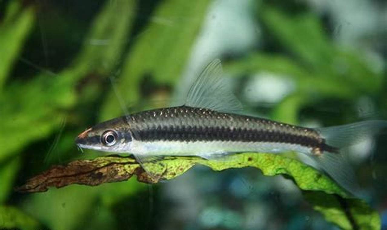 Rahasia Tersembunyi Ikan Siamese Algae Eater: Temukan Manfaat dan Perawatannya!
