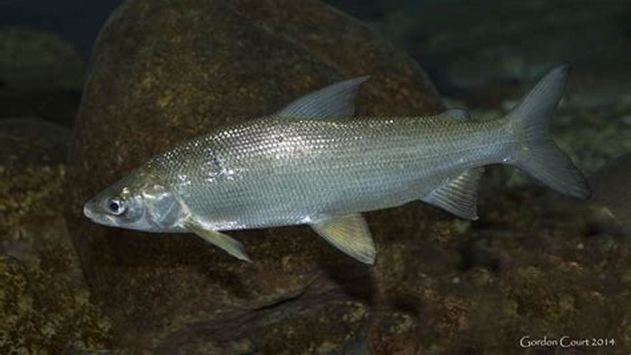 Ikan Whitefish, Danau Terbesar