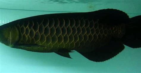 Ikan Arwana Hitam