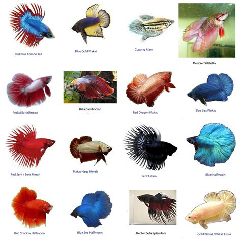 Ikan Betta