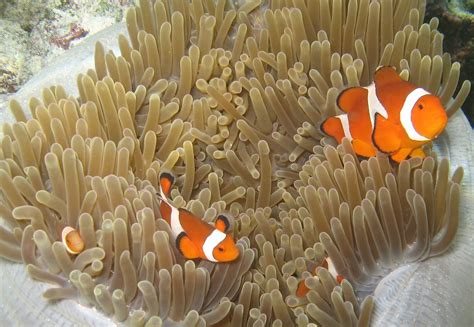 Ikan Clownfish