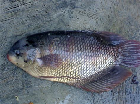 Ikan Gurame di Indonesia