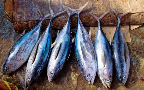 Ciri-ciri Ikan Lapar yang Perlu Diketahui dalam Pendidikan