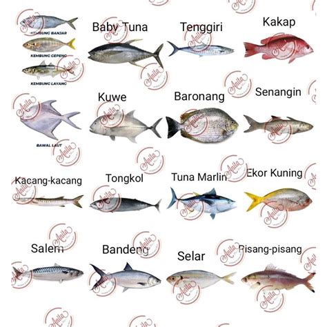 Ikan