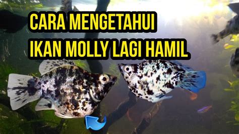 Ikan Molly Hamil di Indonesia