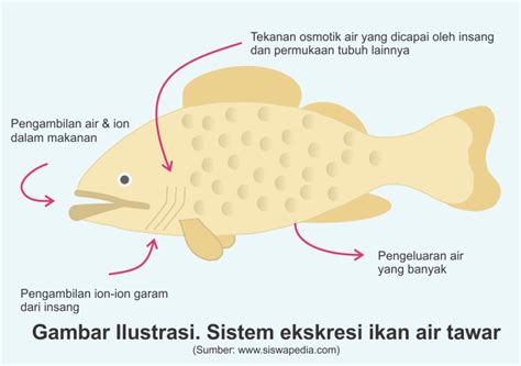 Ikan Yang Mempunyai Kadar Lemak Lebih Dari 6 Adalah