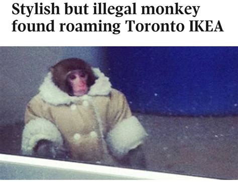 Ikea Monkey Meme
