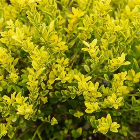 Ilex
