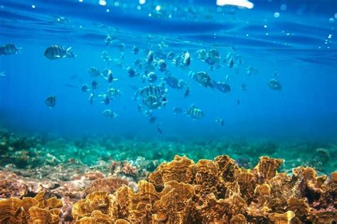 Ilha Grande Diving Spot