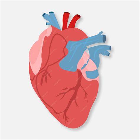 A colorful illustration of a heart with intricate details.