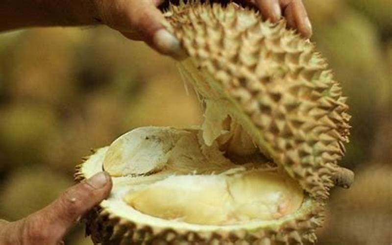 Ilustrasi Tentang Cara Mengonsumsi Durian Dengan Aman