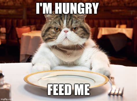 Im Hungry Cat Meme