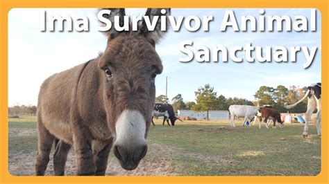 Discover the Heartwarming Story of Ima Survivor Donkey and Farm Animal Sanctuary - A Haven for Rescued Animals