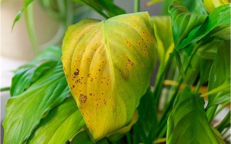 Image Of A Plant With Yellow Leaves Due To Pests