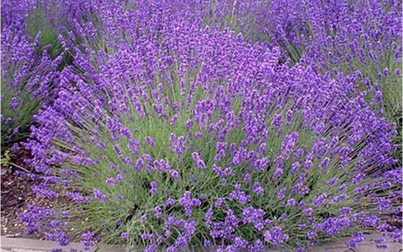 Image Of English Lavender