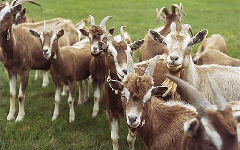 Corid Dosage for Goats: A Comprehensive Guide