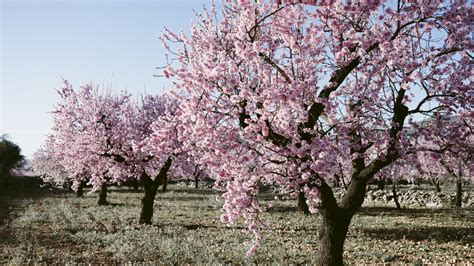 Image Almond Tree