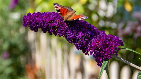Image Butterfly Bush