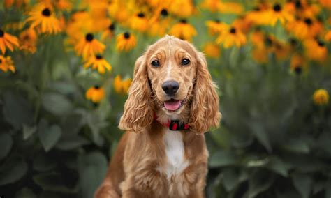 Image Cocker Spaniel