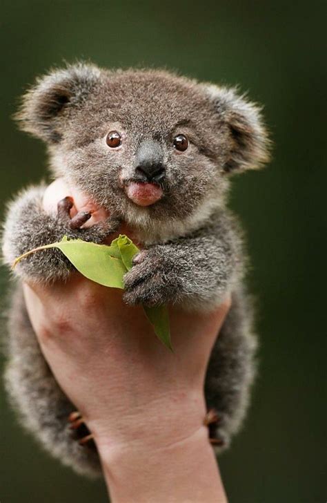 Image De Koala Mignon