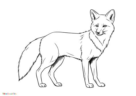 Image De Renard à Colorier