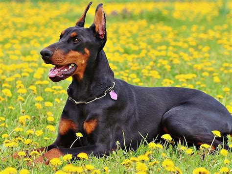 Image Doberman Pinscher