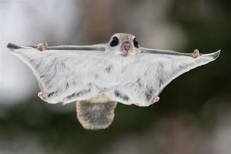 Image Flying Squirrel